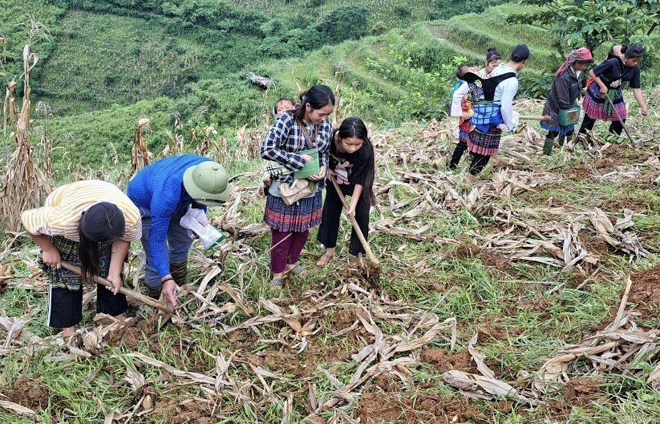 Nông dân xã Xà Hồ, huyện Trạm Tấu trồng ngô hè thu năm 2023.